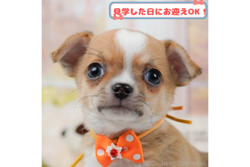 成約済の神奈川県のチワワ(ロングコート)-376059の1枚目
